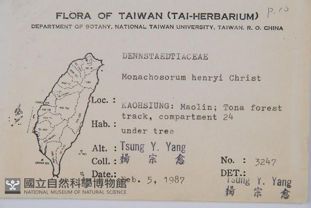 稀子蕨藏品圖，第2張