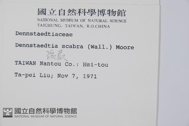 碗蕨藏品圖，第2張