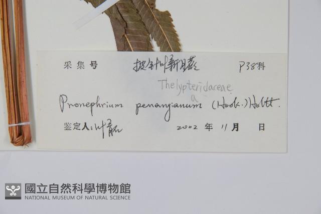 披針新月蕨藏品圖，第2張