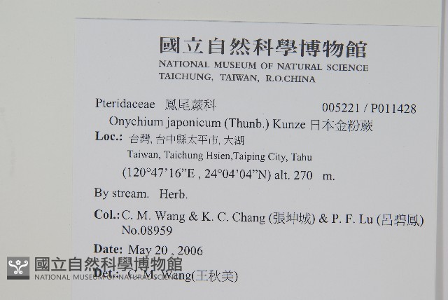 日本金粉蕨藏品圖，第2張