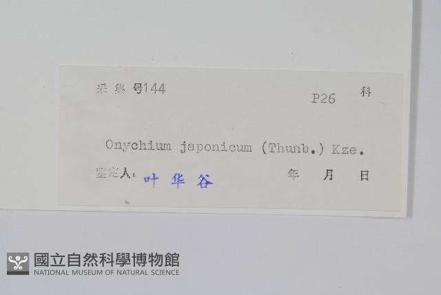 日本金粉蕨藏品圖，第2張