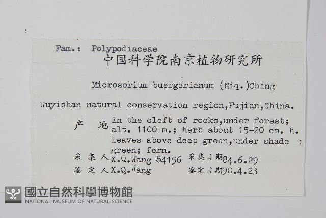 波氏星蕨藏品圖，第2張