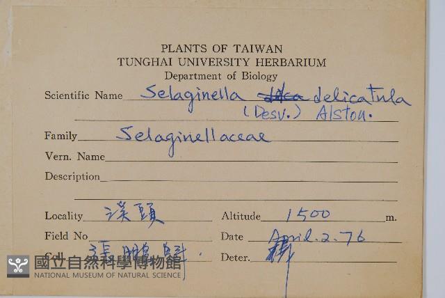 全緣卷柏藏品圖，第2張