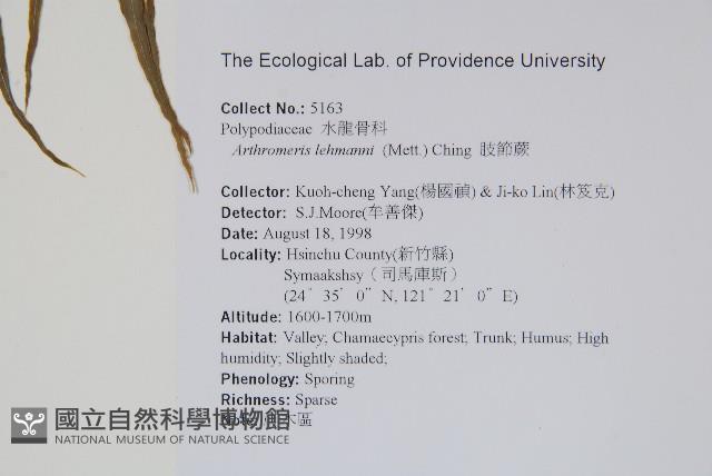 肢節蕨藏品圖，第2張