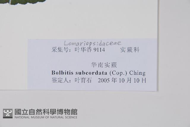 海南實蕨藏品圖，第2張