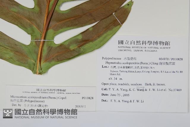 海岸星蕨藏品圖，第2張