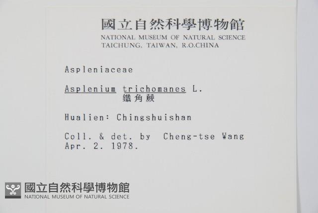 鐵角蕨藏品圖，第2張