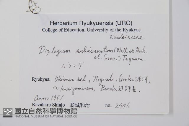 單葉雙蓋蕨藏品圖，第2張