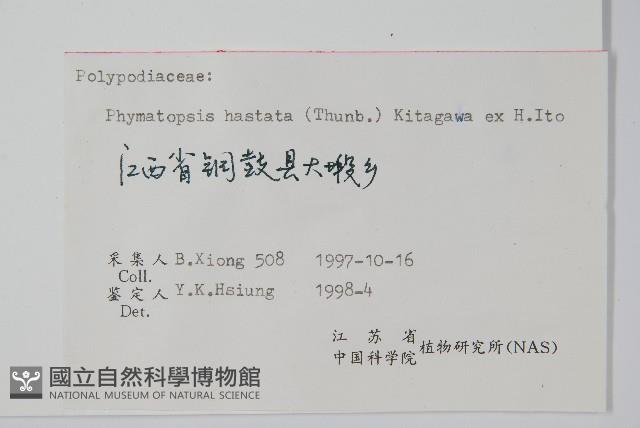 金雞腳藏品圖，第2張