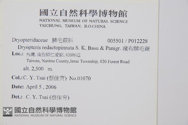 藏布鱗毛蕨藏品圖，第2張