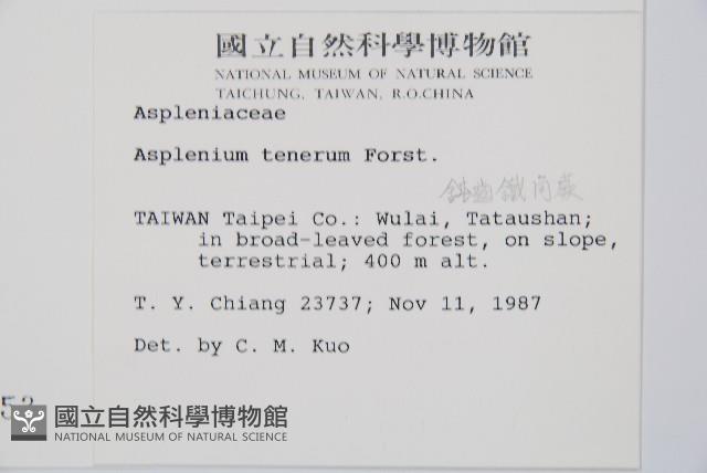 鈍齒鐵角蕨藏品圖，第2張