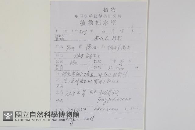 抱樹石葦藏品圖，第2張