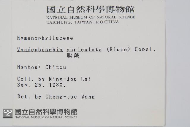 瓶蕨藏品圖，第2張