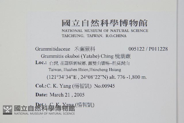梳葉蕨藏品圖，第2張