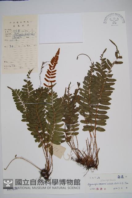 刺蕨藏品圖，第1張