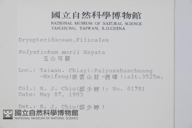 玉山耳蕨藏品圖，第2張