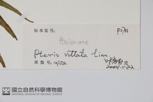 鱗蓋鳳尾蕨藏品圖，第2張