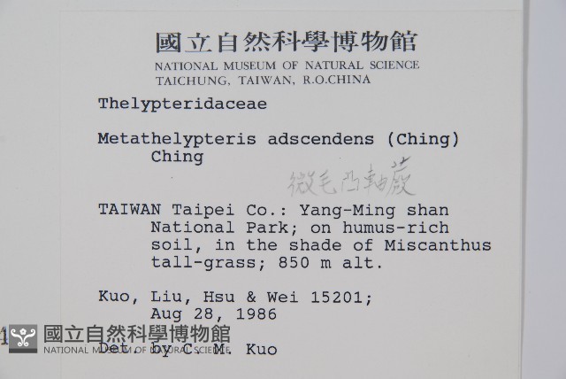 微毛凸軸蕨藏品圖，第2張
