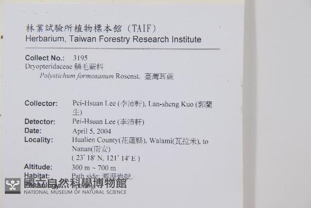 臺東耳蕨藏品圖，第2張