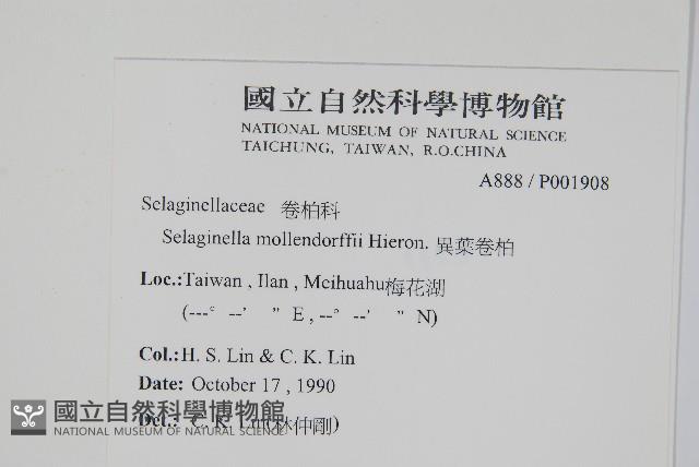 異葉卷柏藏品圖，第2張