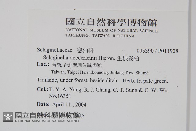生根卷柏藏品圖，第2張