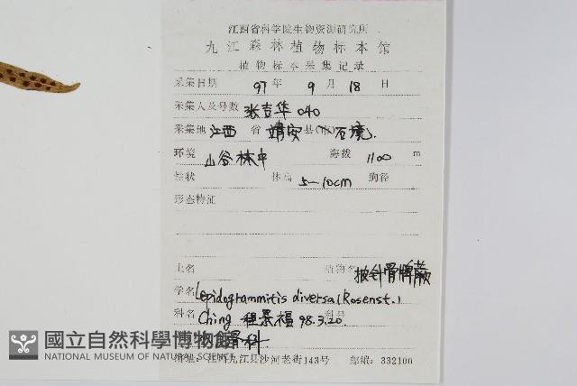 披針骨牌蕨藏品圖，第2張