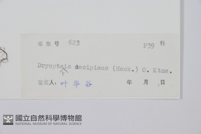 迷人鱗毛蕨、異蓋鱗毛蕨藏品圖，第2張