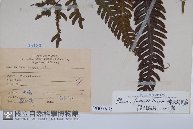 傅氏鳳尾蕨藏品圖，第2張