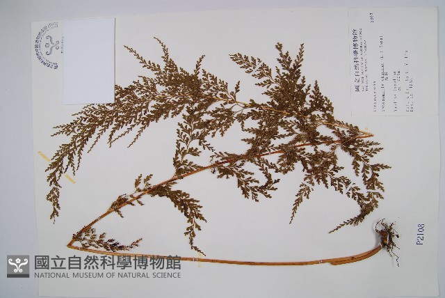 烏蕨藏品圖，第1張