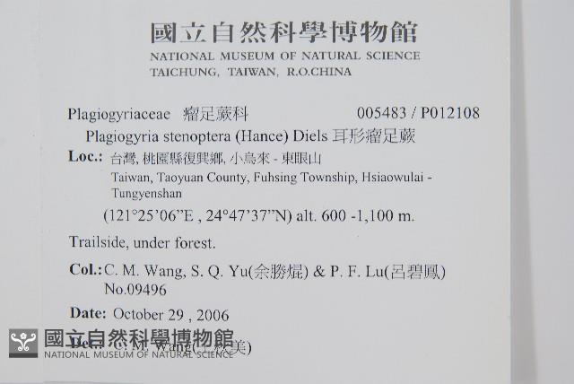 耳形瘤足蕨藏品圖，第2張