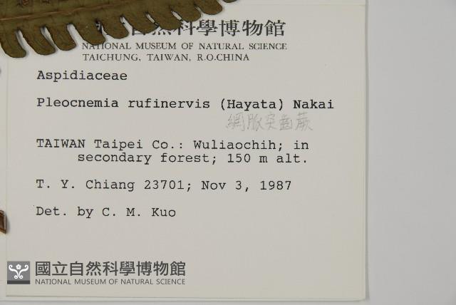 網脈突齒蕨藏品圖，第2張