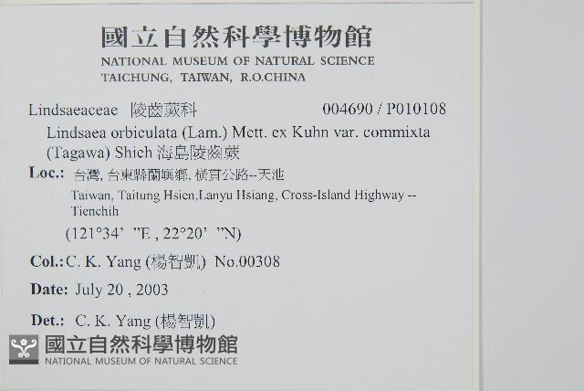 海島陵齒蕨藏品圖，第2張