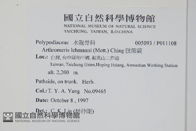 肢節蕨藏品圖，第2張