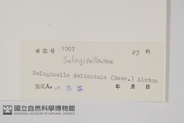 全緣卷柏藏品圖，第2張