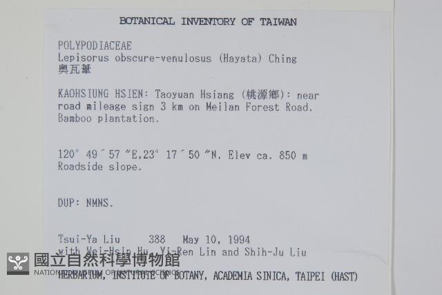 鱗瓦葦、長柄瓦葦藏品圖，第2張