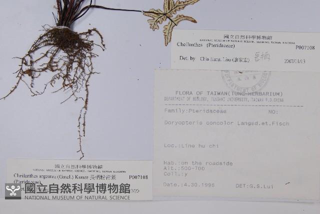 長柄粉背蕨藏品圖，第2張