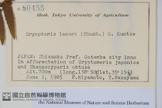 二型鱗毛蕨藏品圖，第2張