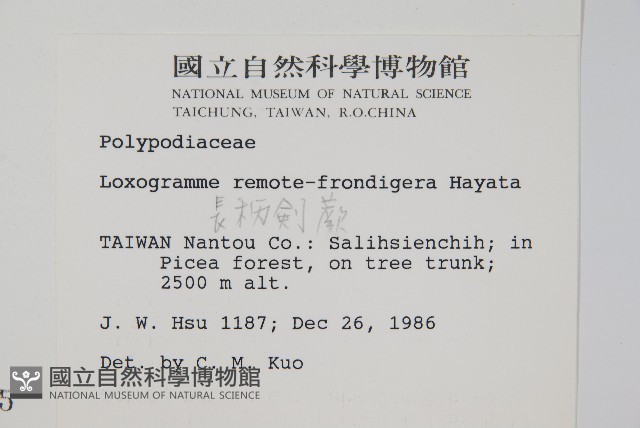 長柄劍蕨藏品圖，第2張