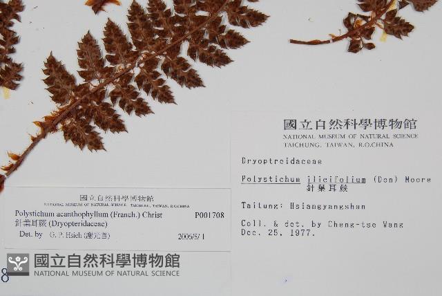 針葉耳蕨藏品圖，第2張