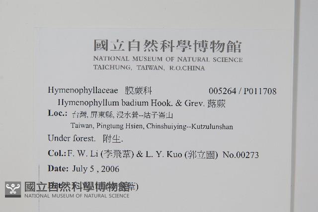 蕗蕨藏品圖，第2張