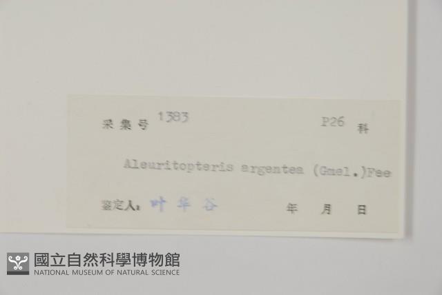 銀粉背蕨藏品圖，第2張