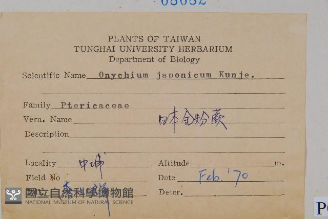 日本金粉蕨藏品圖，第2張