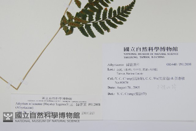 阿里山蹄蓋蕨藏品圖，第2張