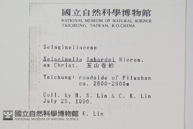 玉山卷柏藏品圖，第2張