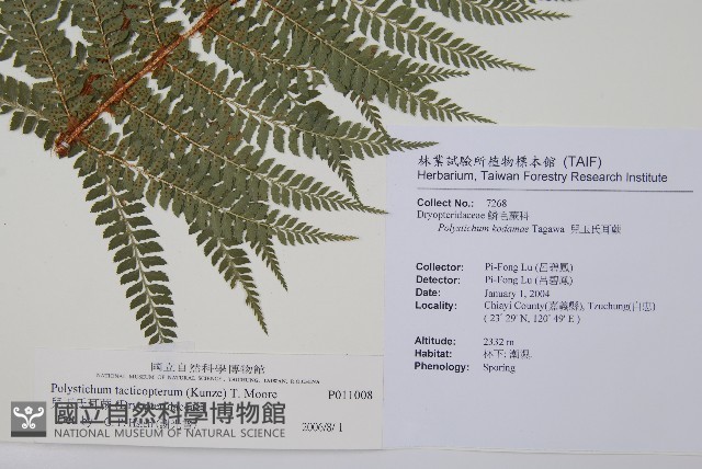 兒玉氏耳蕨藏品圖，第2張