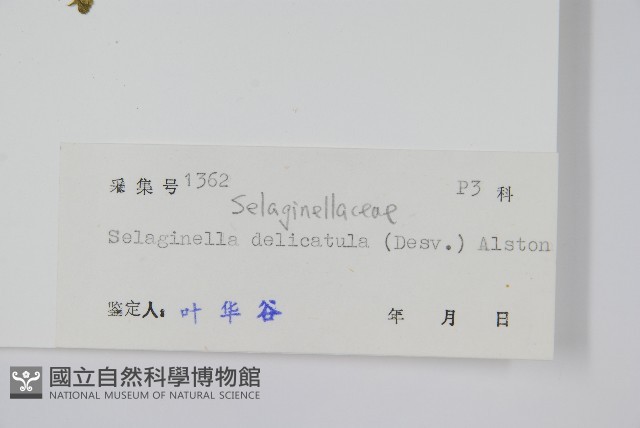全緣卷柏藏品圖，第2張
