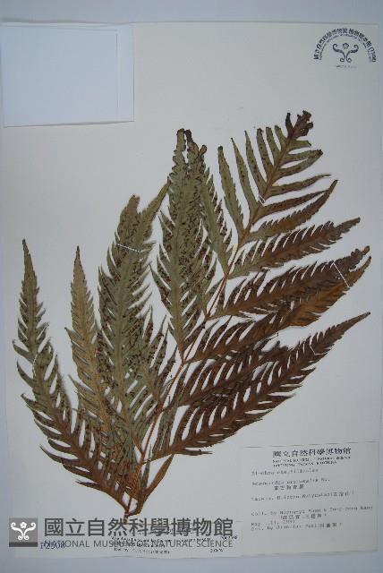 臺灣狗脊蕨藏品圖，第1張