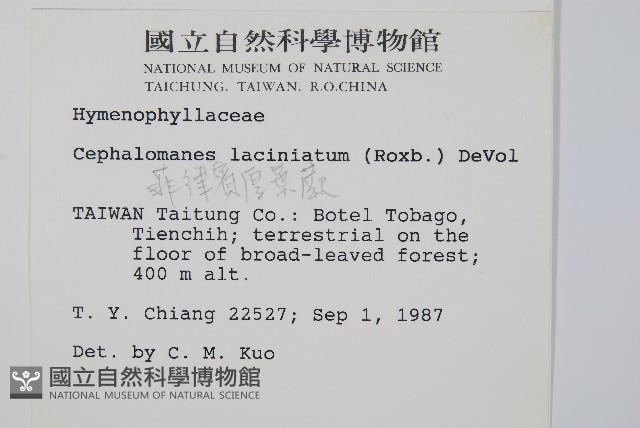 菲律賓厚葉蕨藏品圖，第2張