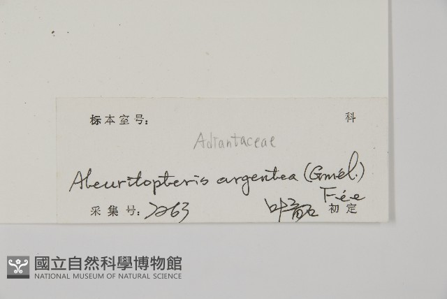 銀粉背蕨藏品圖，第2張