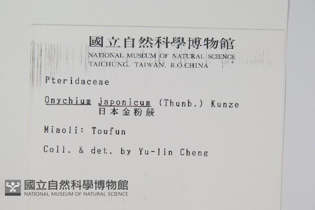 日本金粉蕨藏品圖，第2張